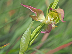 Disperis oxyglossa