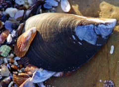 Mytilus galloprovincialis