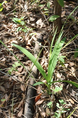 Eulophia streptopetala