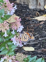 Danaus plexippus