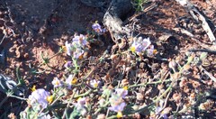 Chaenostoma caeruleum