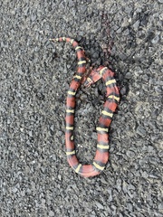 Lampropeltis annulata