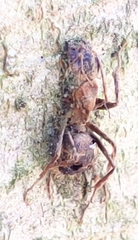 Ophiocordyceps unilateralis