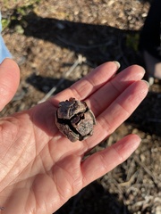 Cupressus macrocarpa