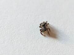 Pseudeuophrys erratica