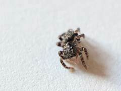 Pseudeuophrys erratica