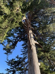Cupressus macrocarpa