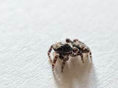Pseudeuophrys erratica