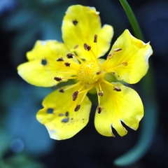 Potentilla reptans