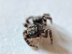 Pseudeuophrys erratica