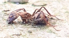 Ophiocordyceps unilateralis