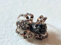 Pseudeuophrys erratica