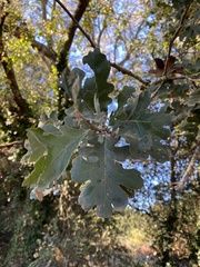 Quercus