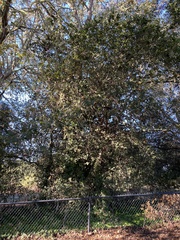 Quercus