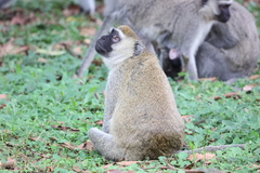 Chlorocebus