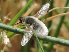 Systoechus candidulus