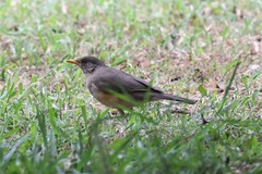 Turdus pelios centralis