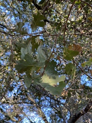 Quercus