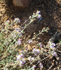 Chaenostoma caeruleum