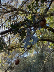 Quercus