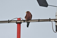 Eurystomus glaucurus