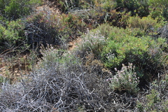 Chaenostoma caeruleum