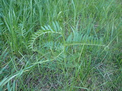 Vicia tenuifolia