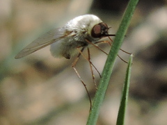 Systoechus candidulus