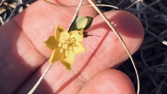 Ornithogalum dubium