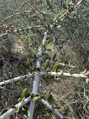 Ceanothus cuneatus