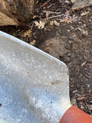 Scutigera coleoptrata