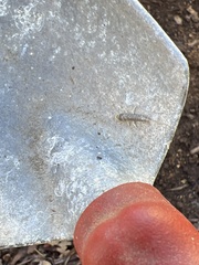 Scutigera coleoptrata