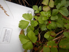 Rubus arcticus