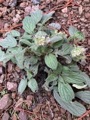 Phacelia heterophylla