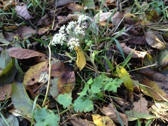 Heracleum sphondylium