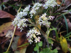 Heracleum sphondylium