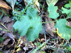 Heracleum sphondylium