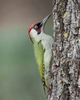Green Woodpecker - Photo (c) Andrea Poggi, some rights reserved (CC BY), uploaded by Andrea Poggi
