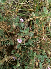 Erodium lebelii