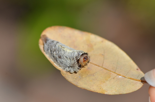 Southern flannel moth