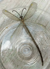 Brachynemurus versutus
