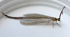 Brachynemurus versutus