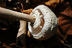 Macrolepiota