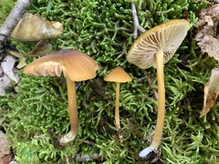 Entoloma luteum