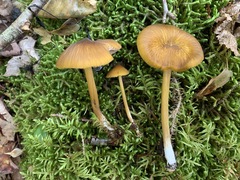 Entoloma luteum