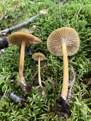 Entoloma luteum