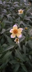 Bidens aurea