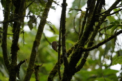 Lepidocolaptes lacrymiger