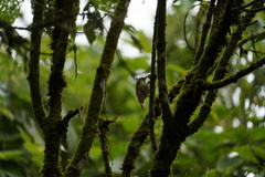 Lepidocolaptes lacrymiger