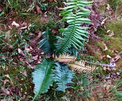 Blechnum punctulatum